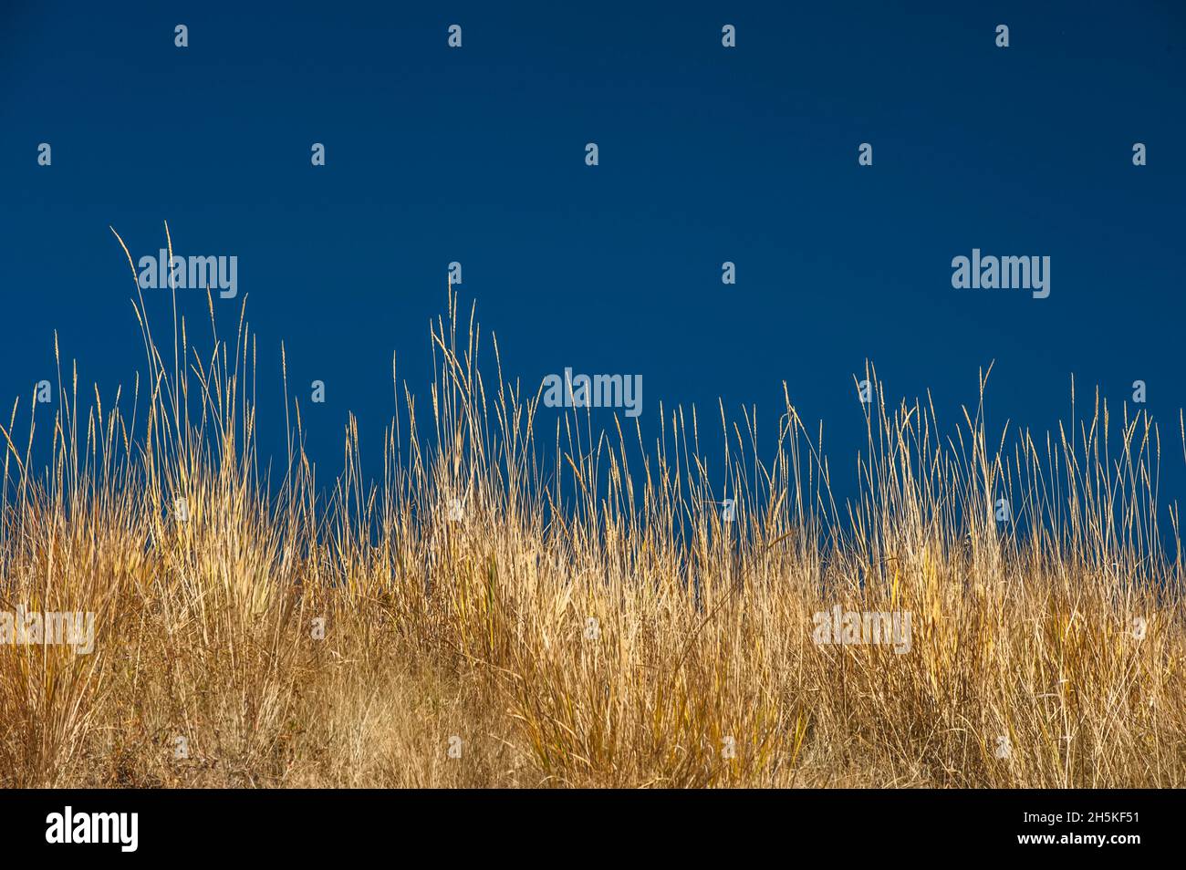 Primo piano di erba gialla lunga e un cielo blu vivo; Montana, Stati Uniti d'America Foto Stock