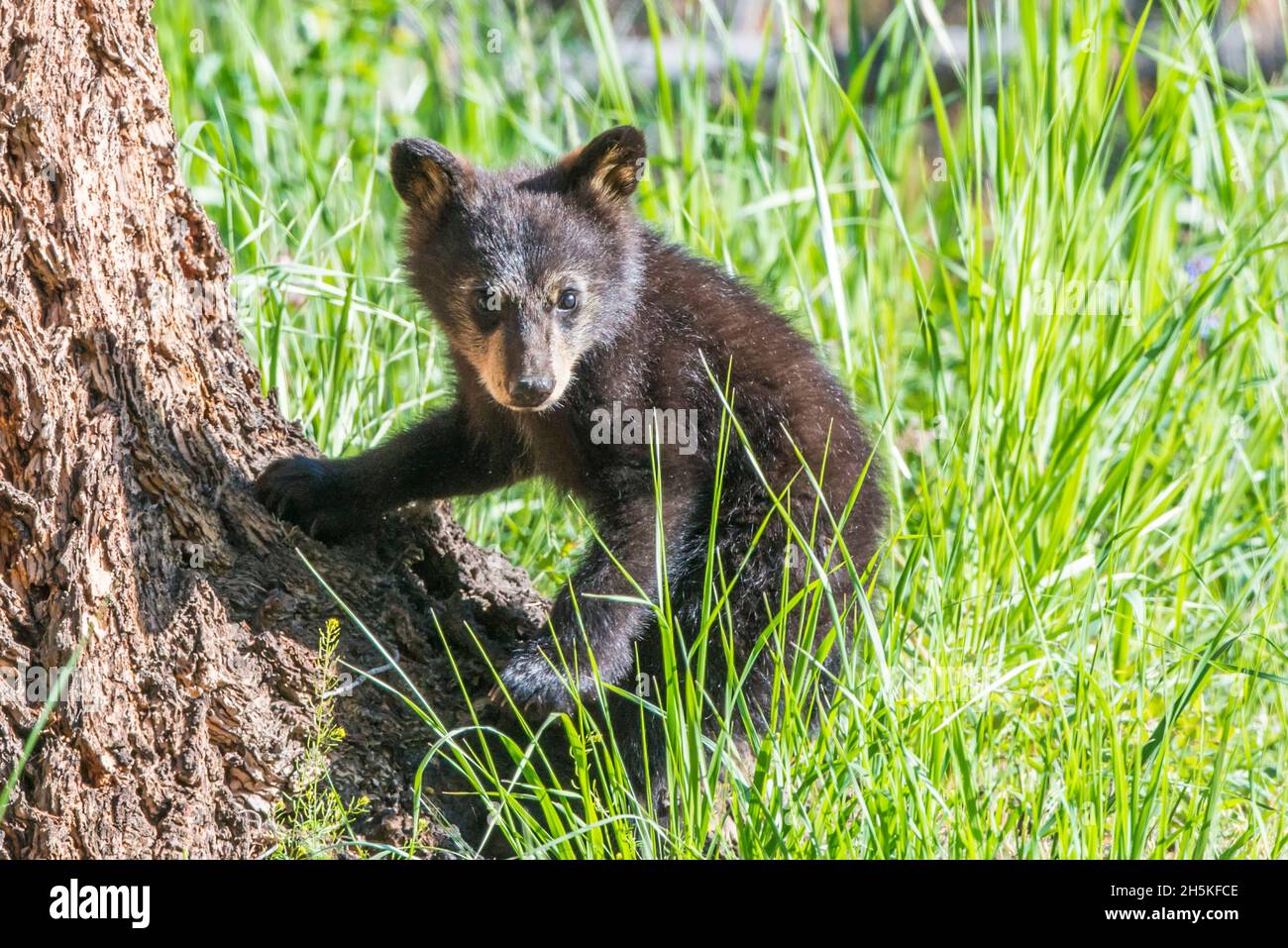 Ritratto di un cucciolo di orso nero americano (Ursus americanus) seduto in erba accanto ad un tronco di abete Douglas (Pseudotsuga menziesii) in Yellowst... Foto Stock