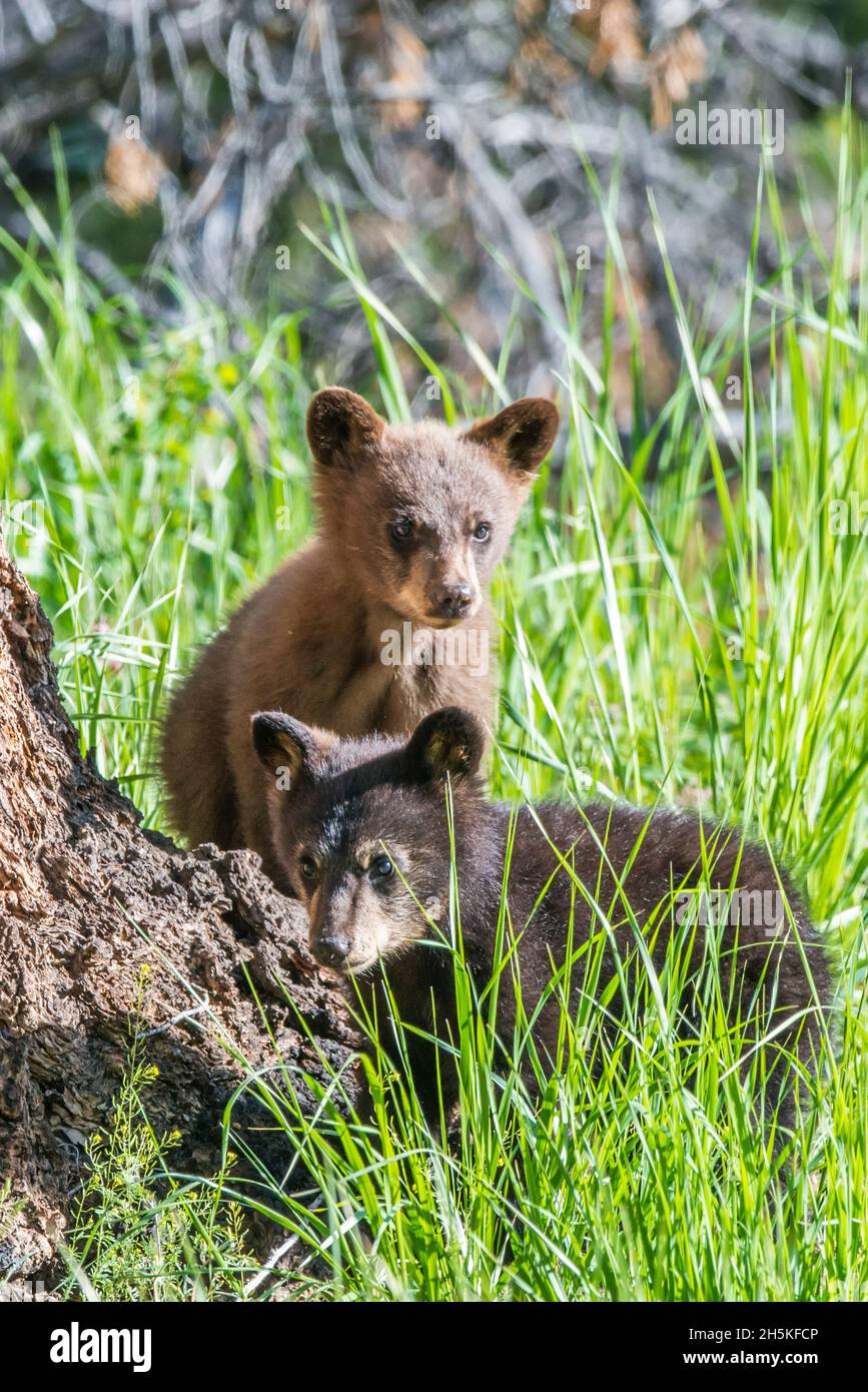 Ritratto di due cubetti di orso nero americano (Ursus americanus) uno nero e uno cannella colorato, seduto in erba accanto ad un abete Douglas tru... Foto Stock