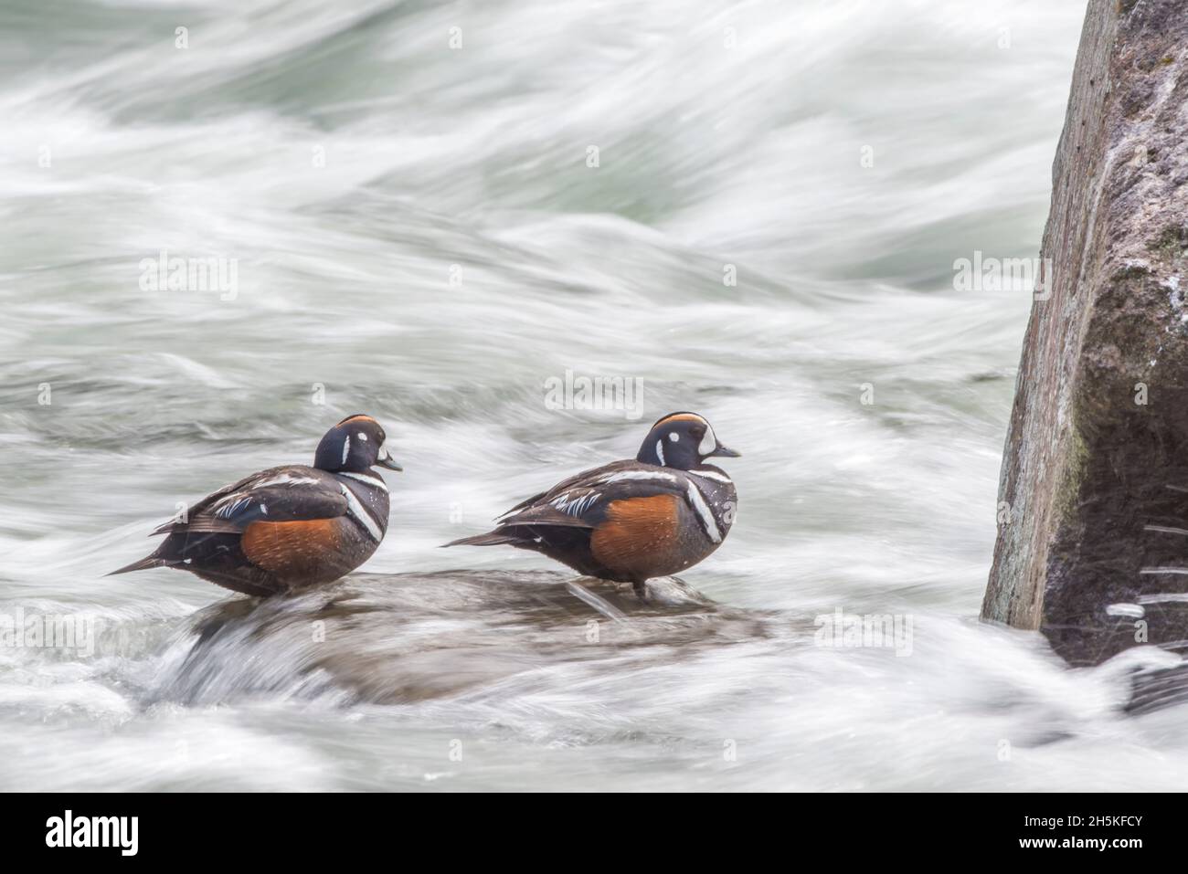 Due anatre di harlequin (Histrionicus histrionicus) arroccate su una roccia circondata da acqua frushing; parco nazionale di Yellowstone, Stati Uniti d'America Foto Stock