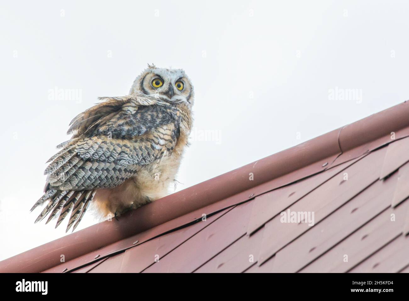 Ritratto di un gufo grande giovanile cornuto (Bubo virginianus) arroccato su un tetto nel Parco Nazionale di Yellowstone; Stati Uniti d'America Foto Stock