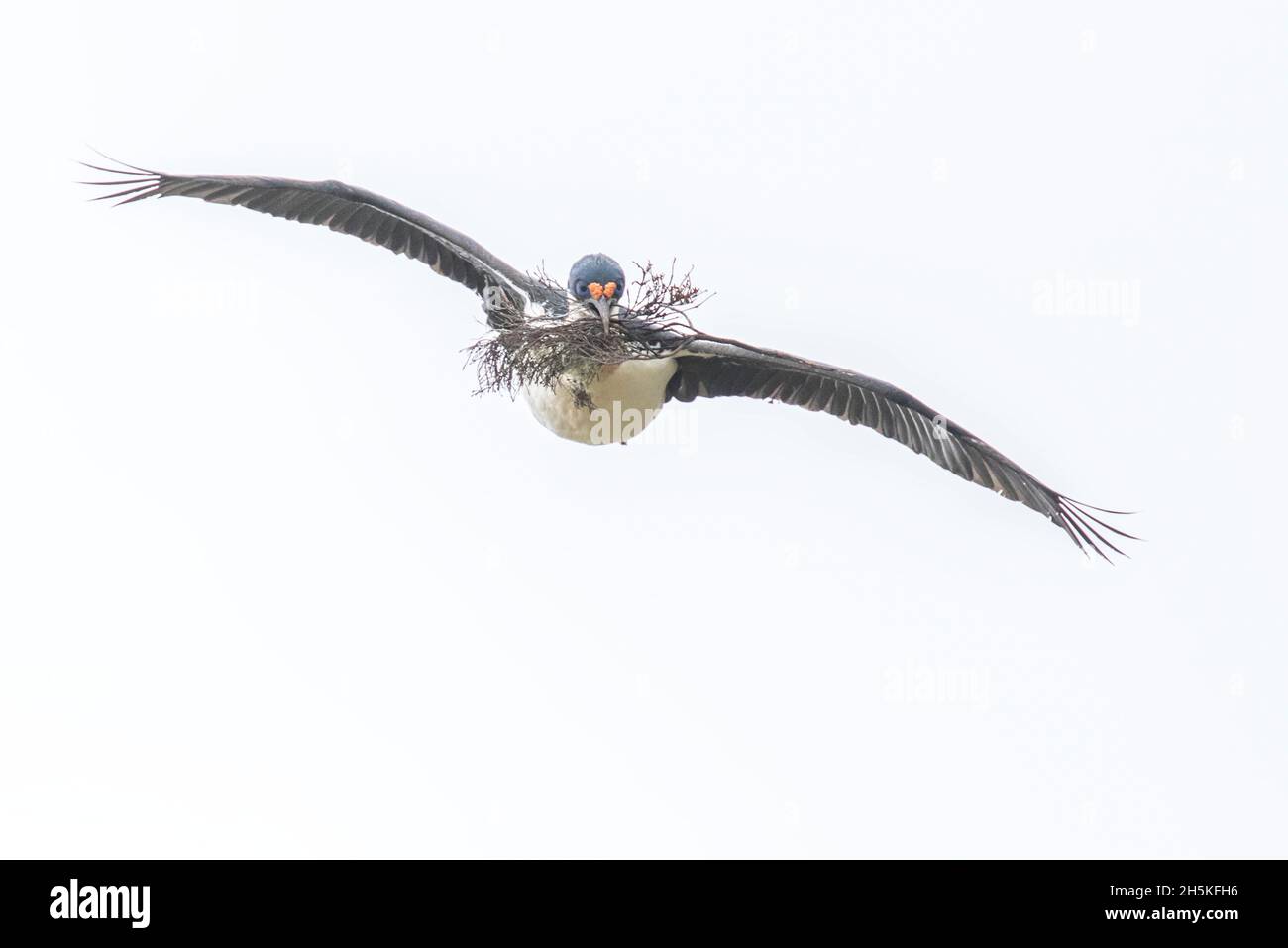 Uno shag dagli occhi blu (Phalacrocorax atriceps) che vola con ramoscelli in bocca per costruire il suo nido; Isole Falkland, Antartide Foto Stock