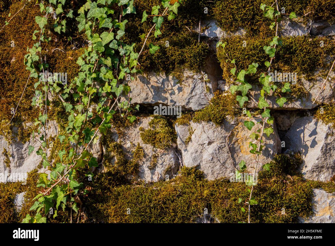 Vecchio muro di pietra naturale coperto di muschio verde e marrone e l'edera per sfondo naturale Foto Stock