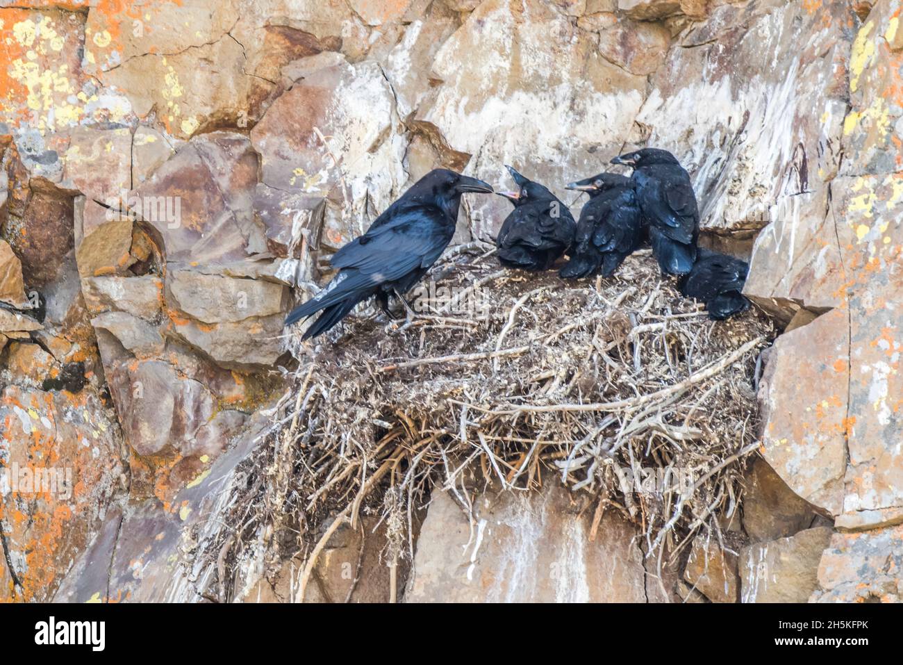 Ravens (Corvus Corax) arroccato nel loro nido con i loro pulcini su una scogliera rocciosa; Yellowstone National Park, Stati Uniti d'America Foto Stock