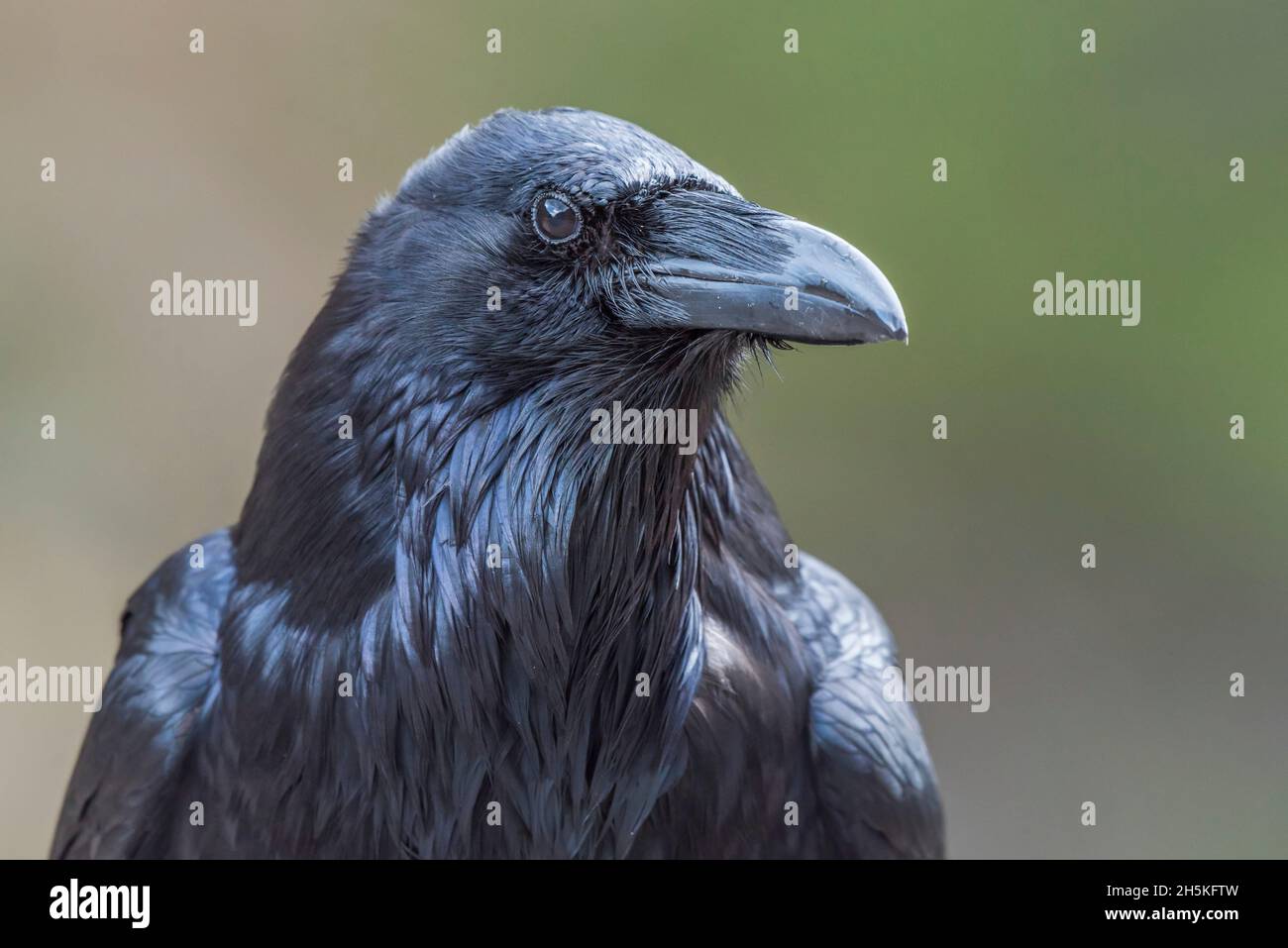 Primo piano ritratto di un corvo (Corvus Corax); Yellowstone National Park, Stati Uniti d'America Foto Stock