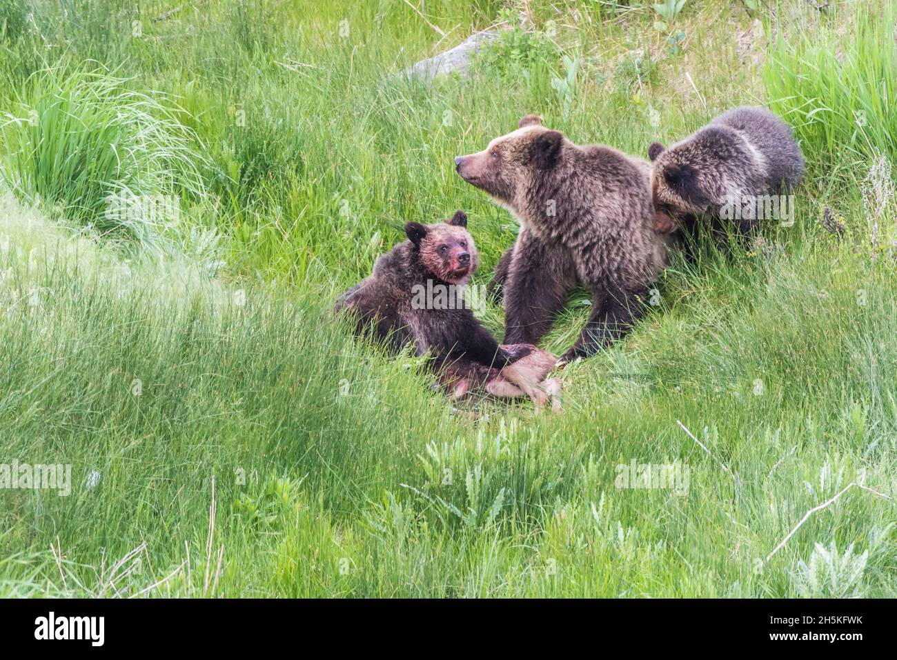 Scrofa di orso bruno (Ursus arctos) con i suoi due cubetti seduti in un campo erboso che si nutrono di una carcassa di alce (Cervus canadensis) Foto Stock Scrofa di orso bruno (Ursus arctos) con i suoi due cubetti seduti in un campo erboso che si nutrono di una carcassa di alce (Cervus canadensis) Foto Stock