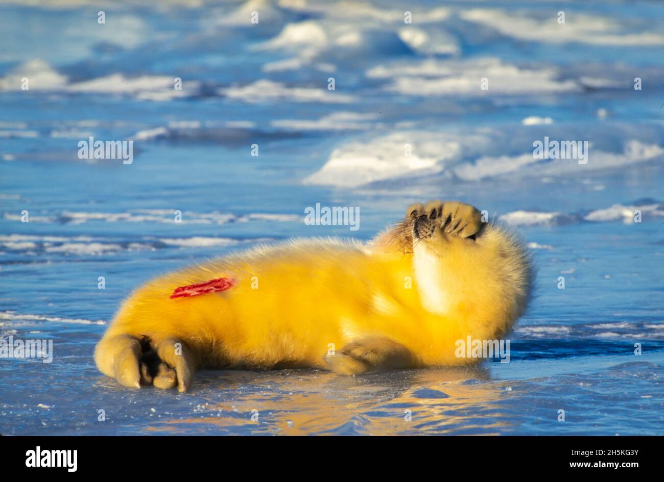 Cucino di arpa neonato (Phoca groenlandicus) che giace sulla riva ghiacciata proteggendo i suoi occhi dalla luce solare luminosa; Canada Foto Stock