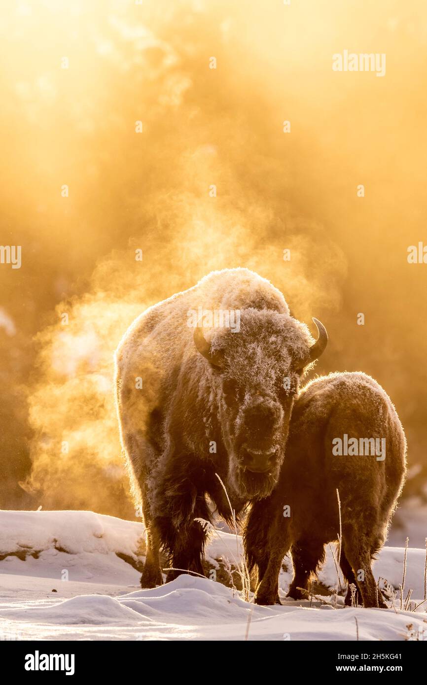 Coppia di bisonti ricoperti di gelo (bisonte) in piedi in un campo innevato con luce dorata del mattino che illumina il vapore che sale dai loro corpi Foto Stock Coppia di bisonti ricoperti di gelo (bisonte) in piedi in un campo innevato con luce dorata del mattino che illumina il vapore che sale dai loro corpi Foto Stock