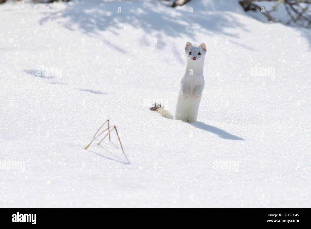 Una donnola a coda corta (Mustela erminea) si erge nella neve guardando la macchina fotografica, camuffata nel suo cappotto bianco invernale Foto Stock