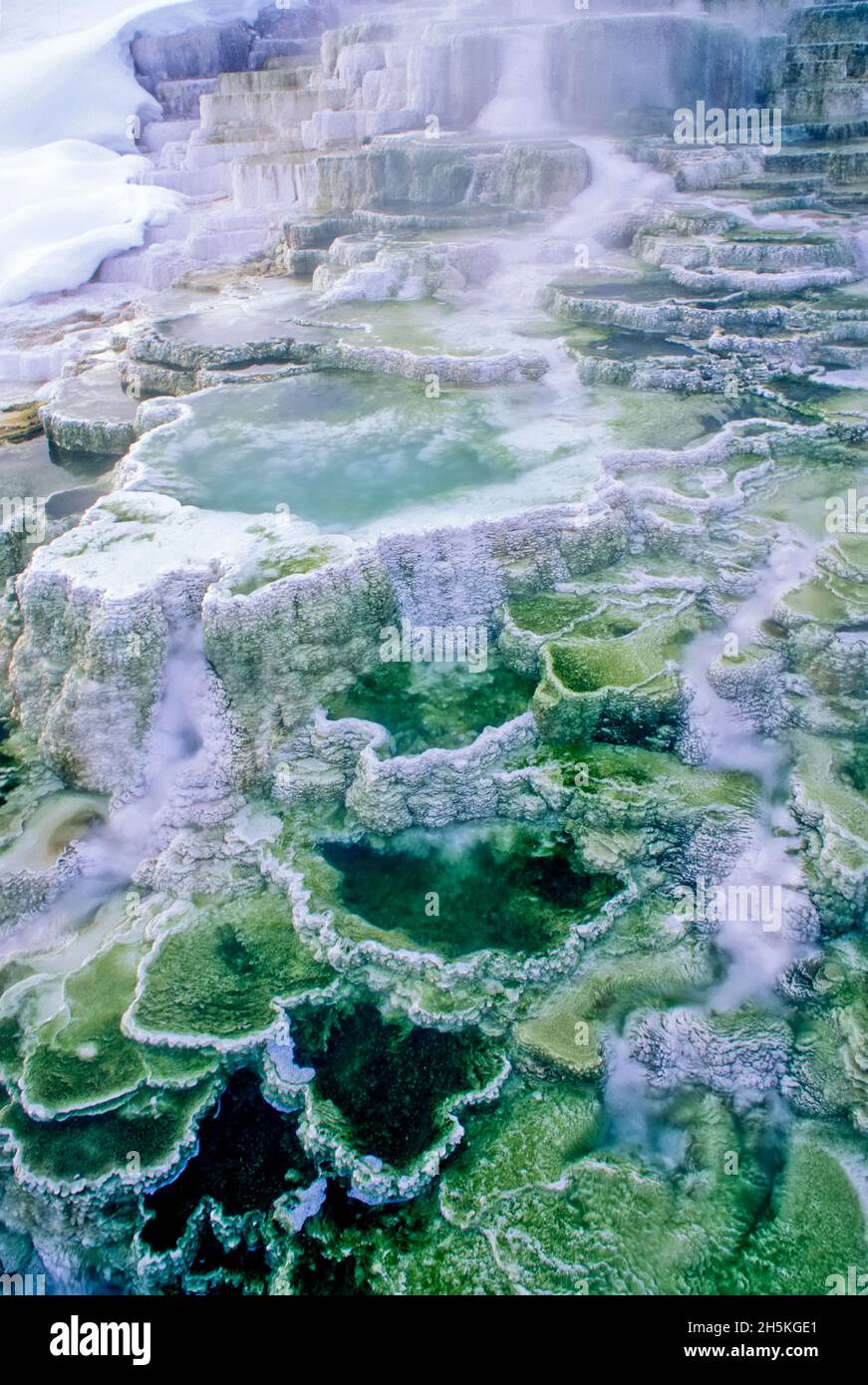 Depositi minerali terrazzati e vapori di vapore di Minerva Terrace presso le sorgenti termali di Mammoth nel Parco Naturale di Yellowstone Foto Stock