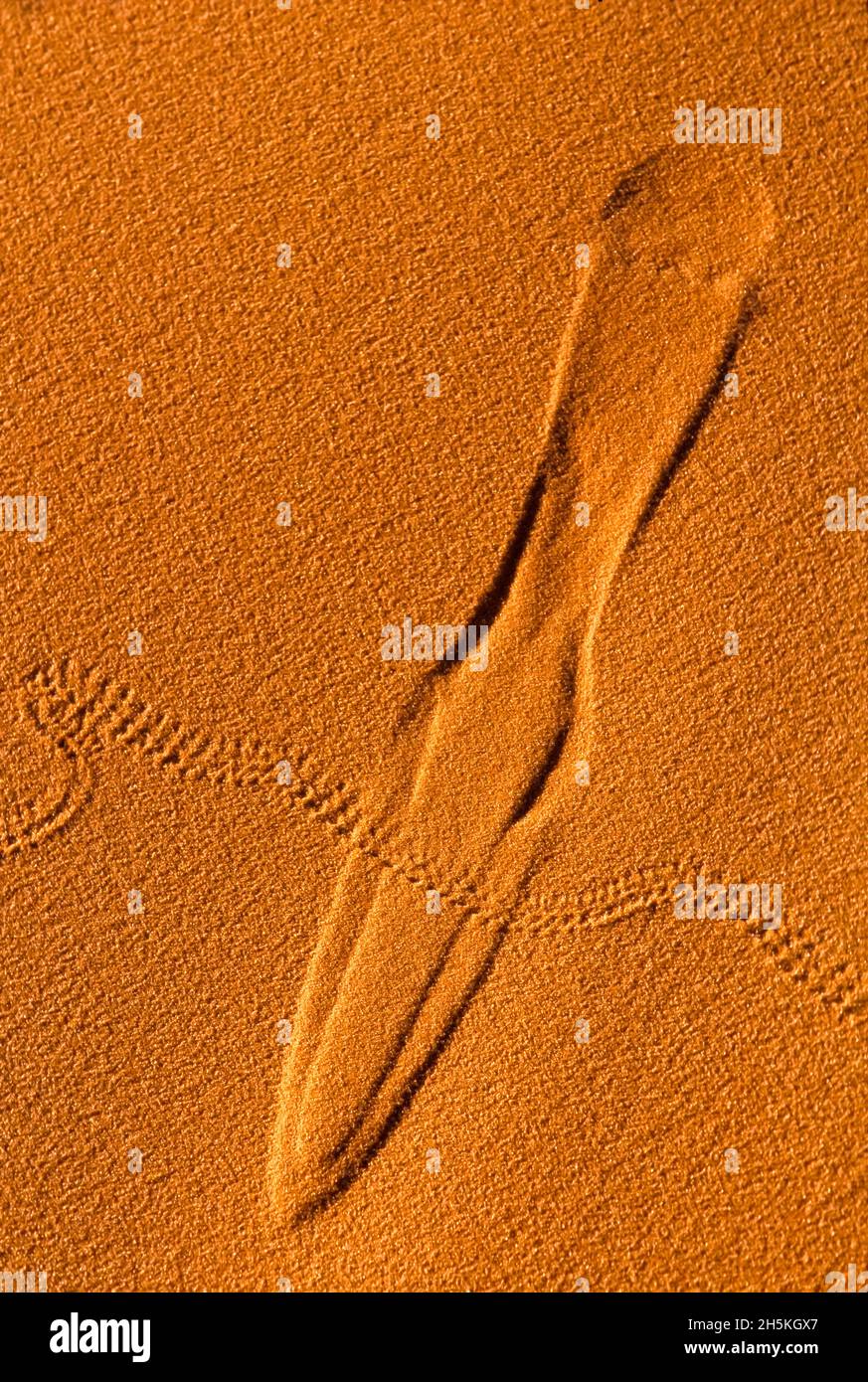 Primo piano delle piste di coleotteri e mouse nella sabbia rossa nel Coral Pink Sand Dunes state Park vicino alla città di Kanab nella contea di Kane Foto Stock