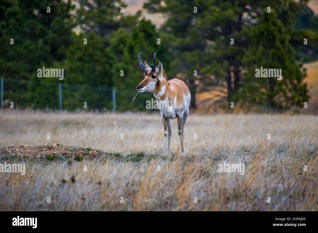 Mammifero artiodattilo raffreddamento in pascolo verde della conserva park Foto Stock