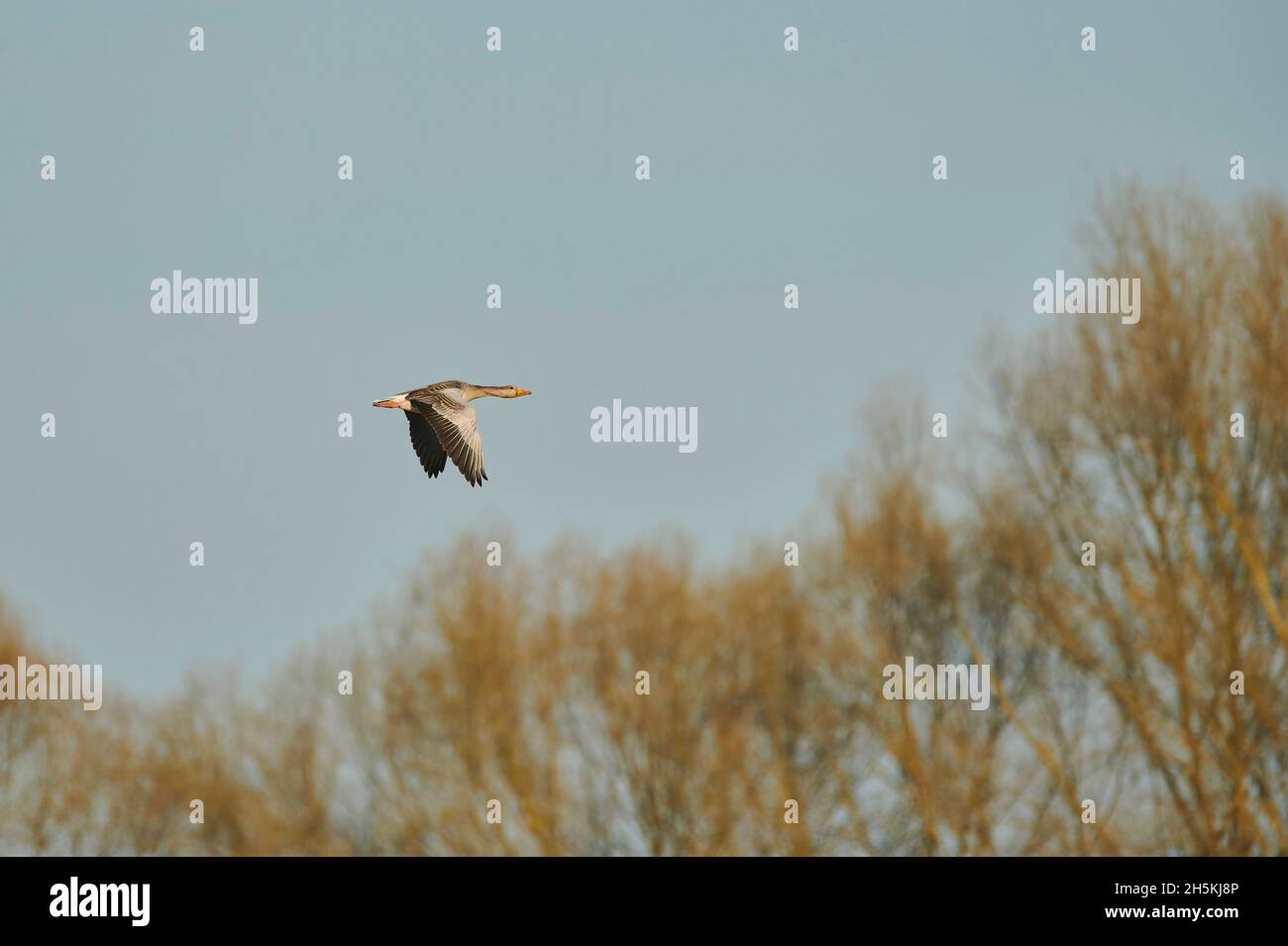 L'oca grigielag o l'oca grigielag (Anser anser) che volano in un cielo blu sulle cime degli alberi; Baviera, Germania Foto Stock