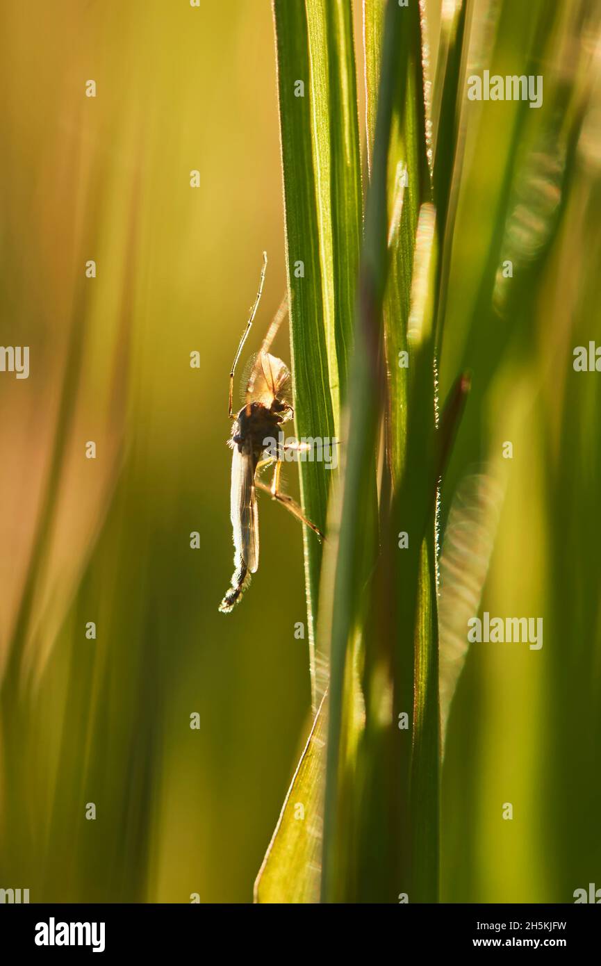 Robber Fly (Asilus rufibarbis) su un fusto d'erba; Baviera, Germania Foto Stock