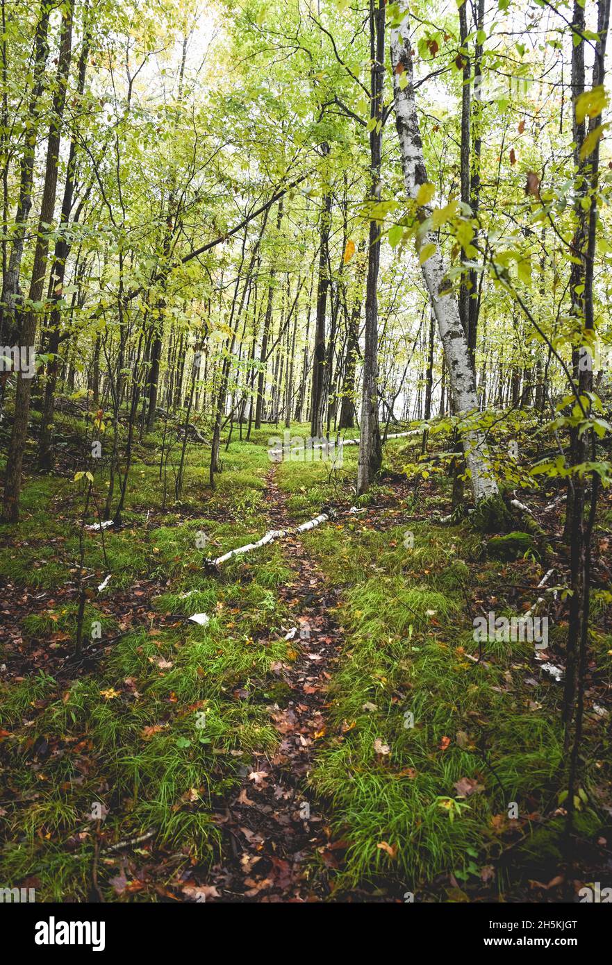 Trail attraverso una foresta densamente boscosa in Ontario, Canada. Foto Stock