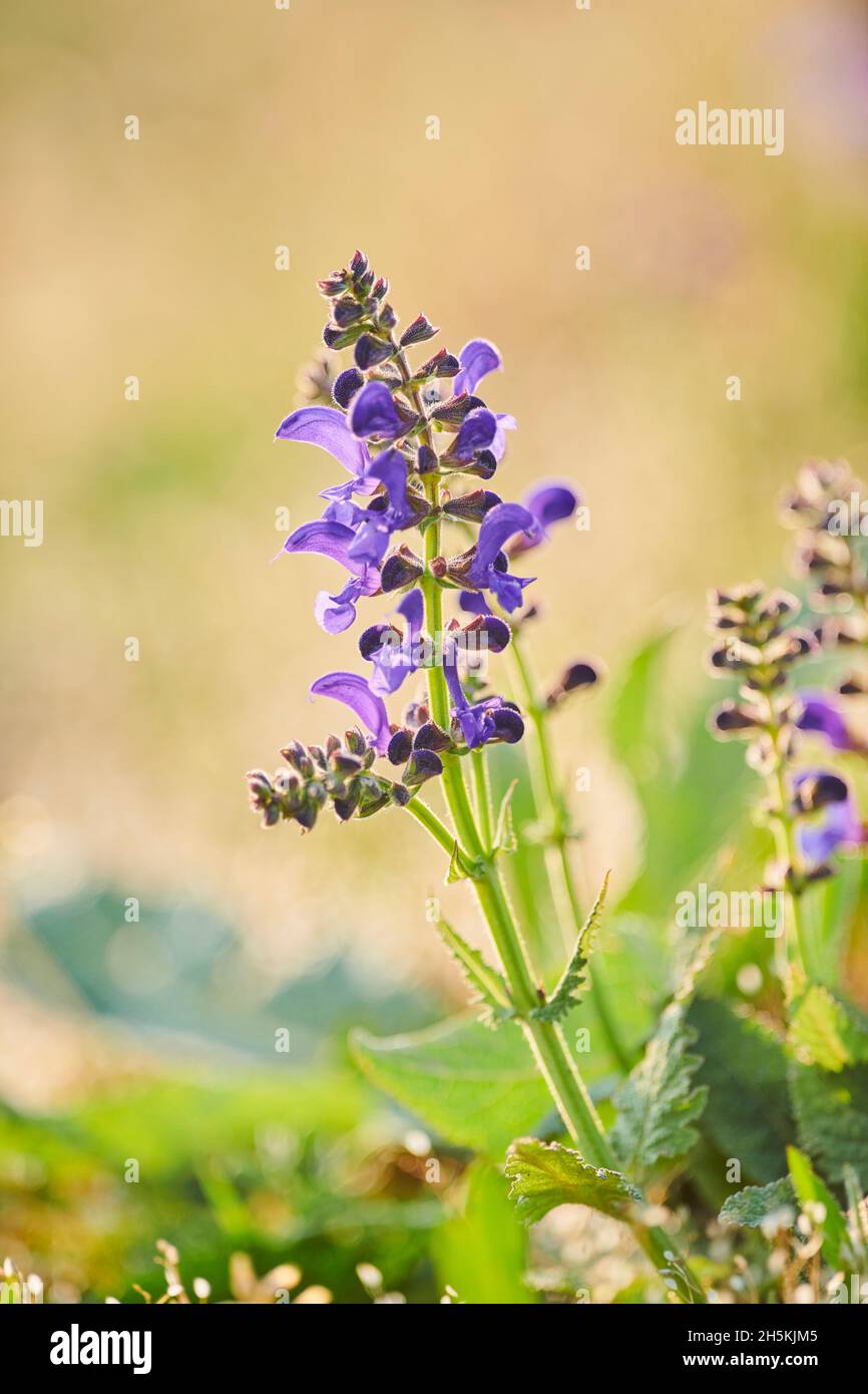 Prato clary o salvia prato (Salvia pratensis) che fiorisce in un prato nel Parco Nazionale della Foresta Bavarese; Baviera, Germania Foto Stock