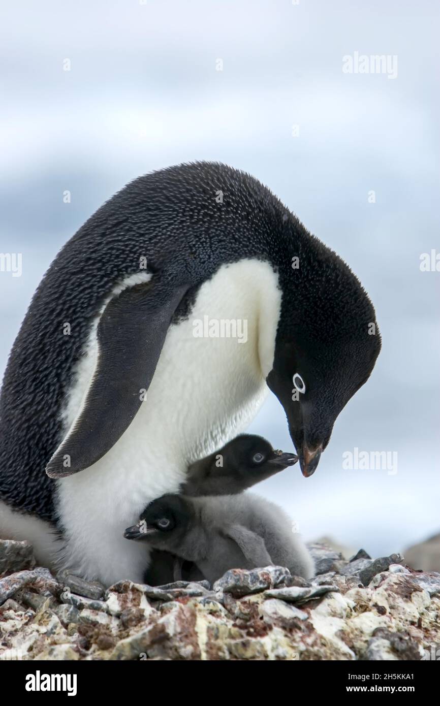 Un pinguino di Adelie, Pygoscelis adeliae, madre e pulcini. Foto Stock