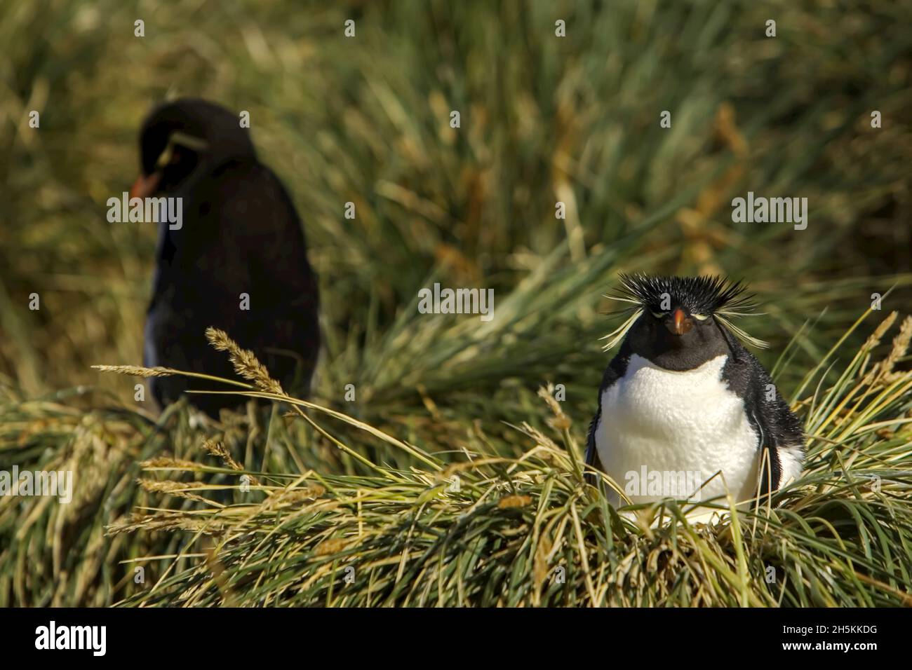 Un pinguino rockhopper seduto sul suo nido in erba tussock. Foto Stock