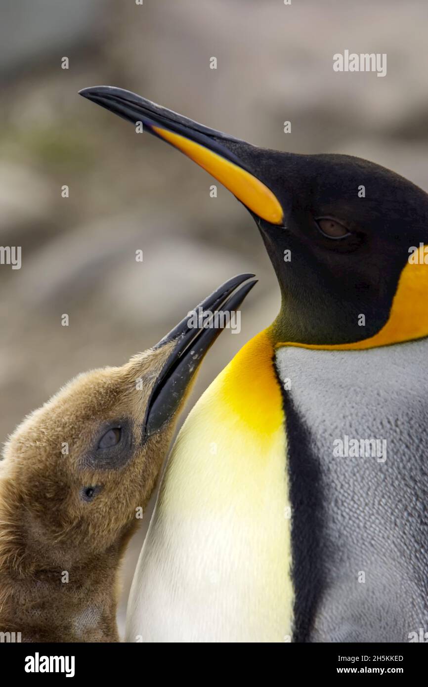 Un pinguino re, Appenodytes patagonica, pulcino che chiede cibo. Foto Stock