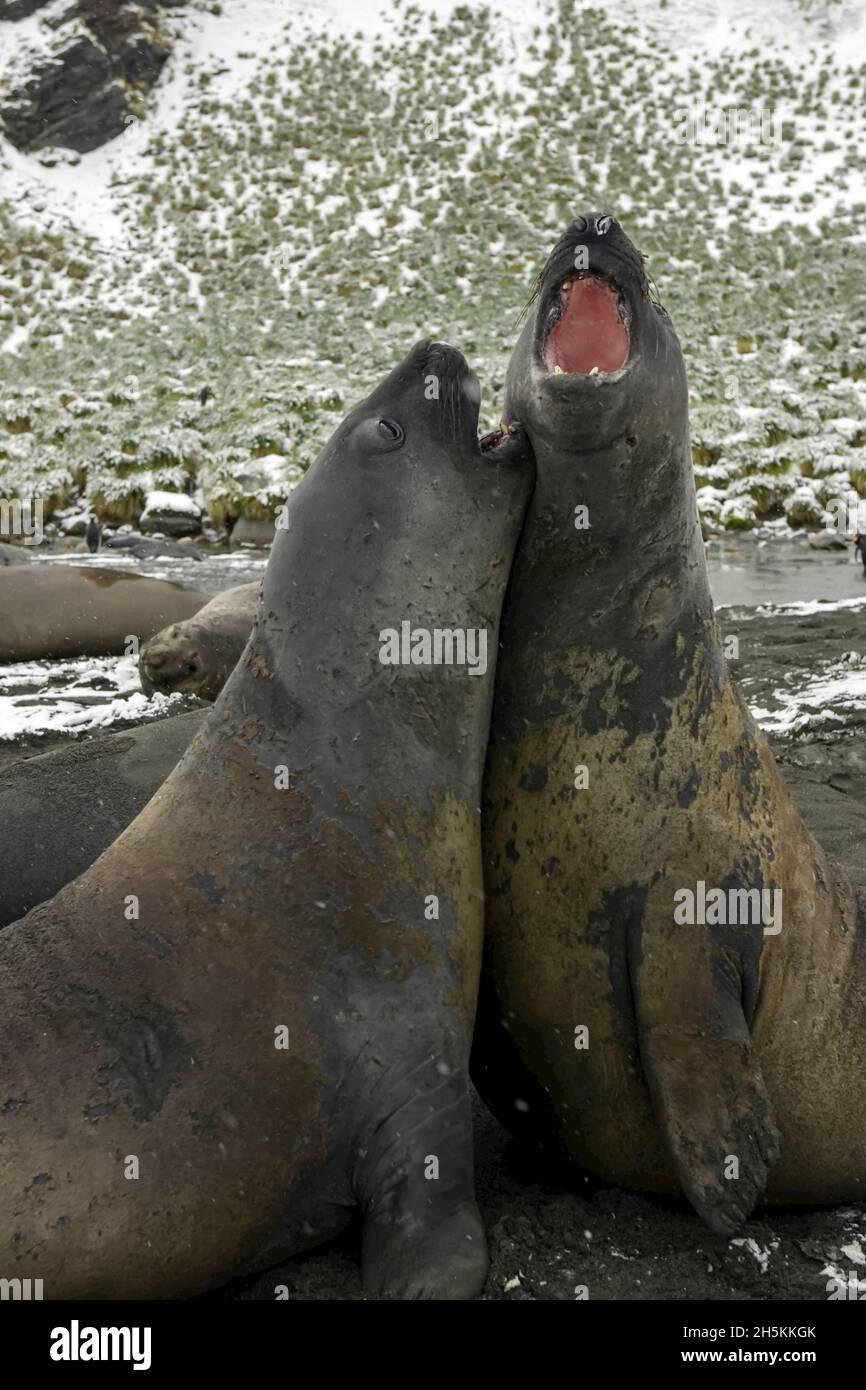 Due foche di elefante del sud che si sfondono e sparano su una spiaggia. Foto Stock
