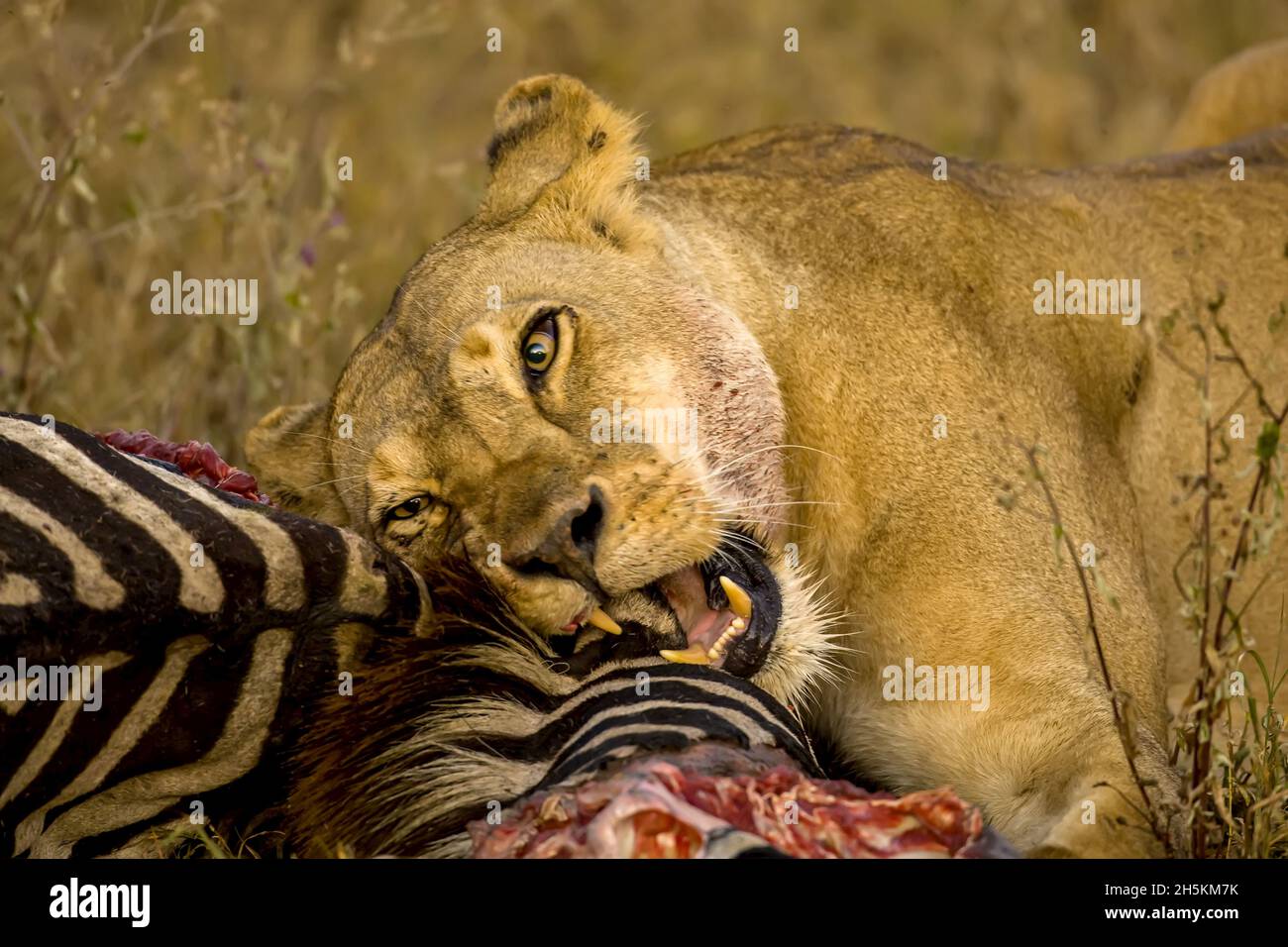 Leonessa africana, Panthera leo, rosicchia su una carcassa di zebra. Foto Stock