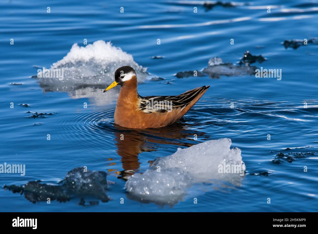 Un rosso phalarope nuota nel mezzo di ghiaccio nell'Artico. Foto Stock