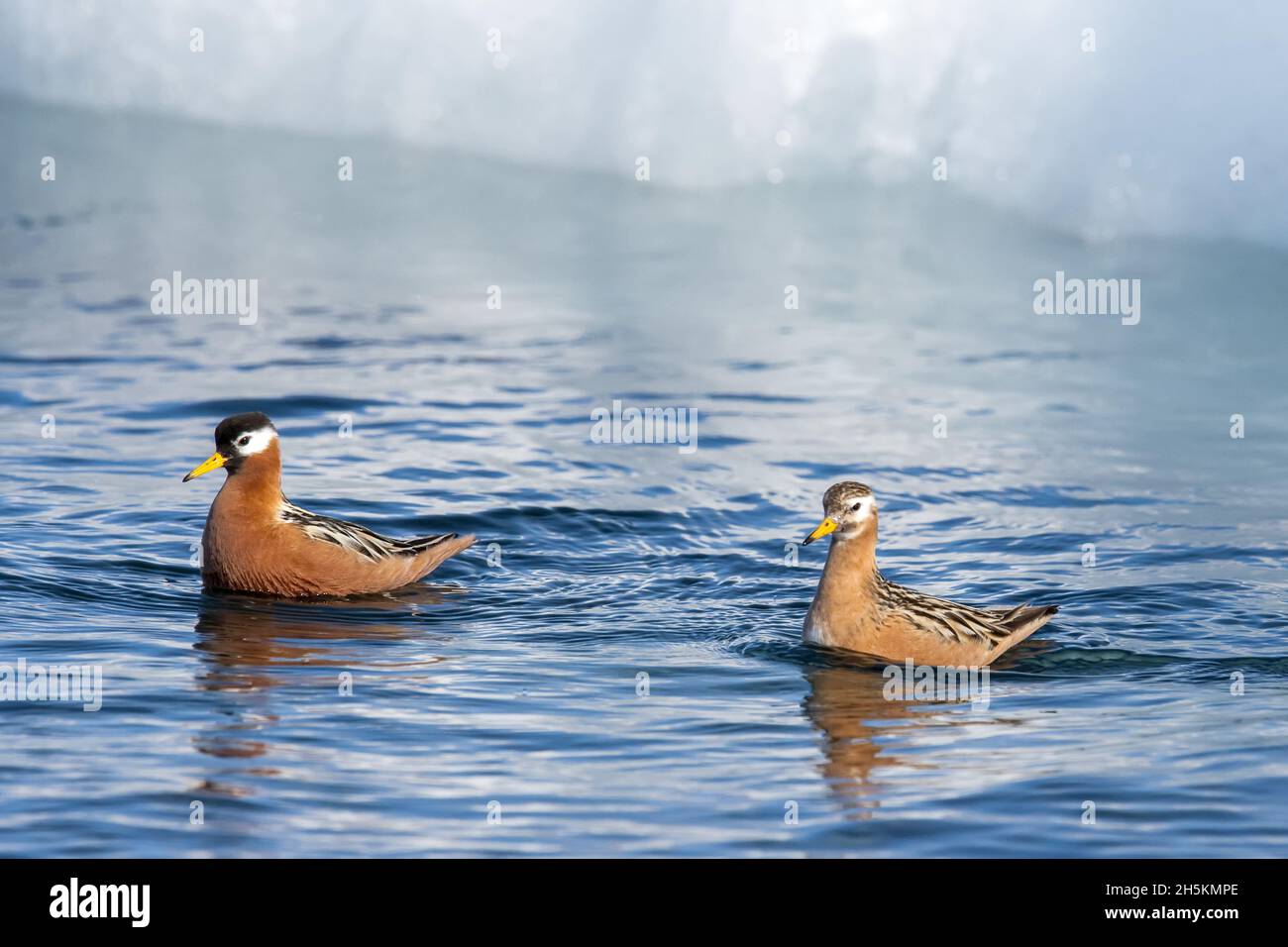 Due red phalaropes galleggiare sulla superficie dell'Oceano Artico. Foto Stock