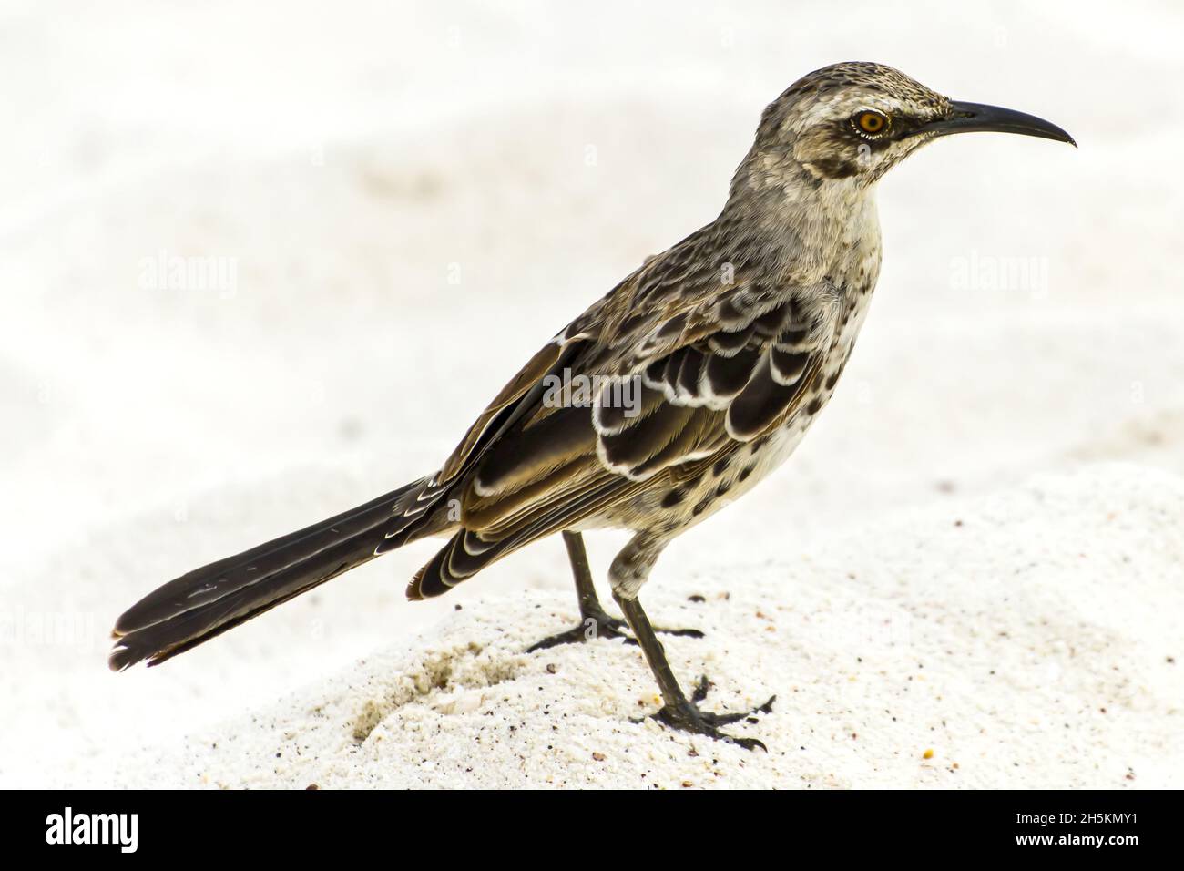 Ritratto di un Espanola mockingbird, Mimus macdonaldi. Foto Stock