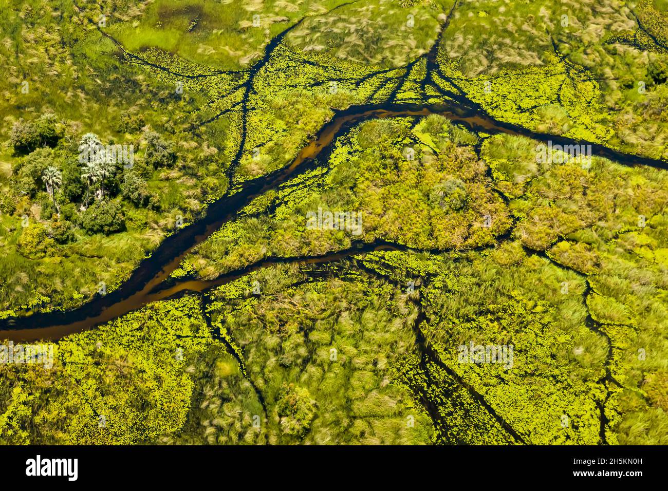 Vista aerea dei sentieri di caccia attraverso il lussureggiante Delta dell'Okavango. Foto Stock