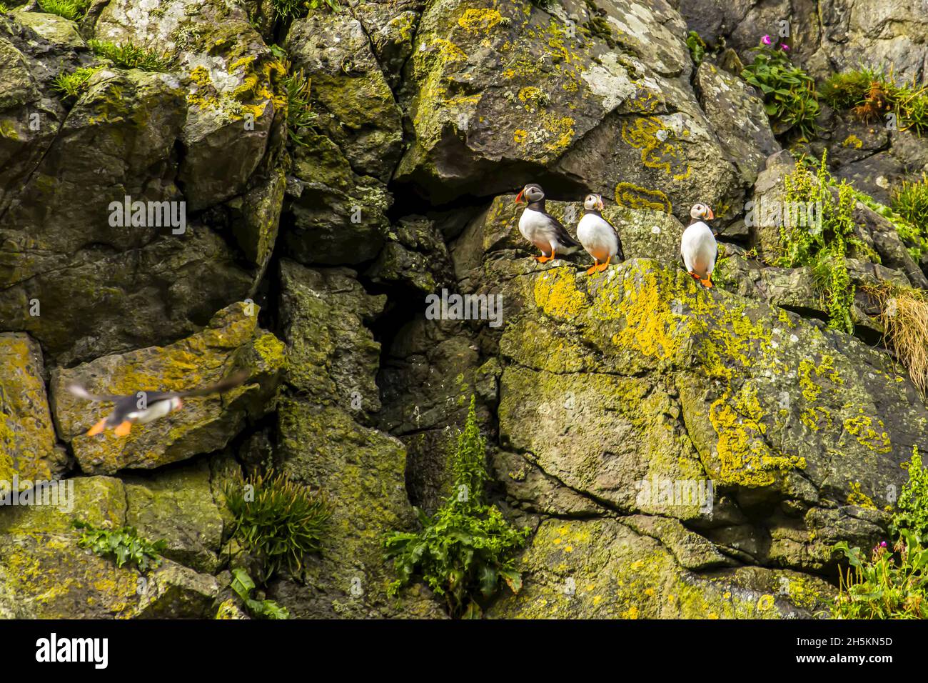 Atlantic pulcinelle di mare Pesce persico su un mossy, rocky cliffside. Foto Stock