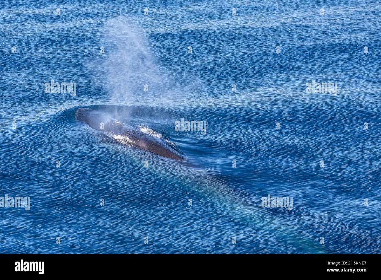 Vista di una balenottera in aumento di superficie dell'oceano di respiro. Foto Stock