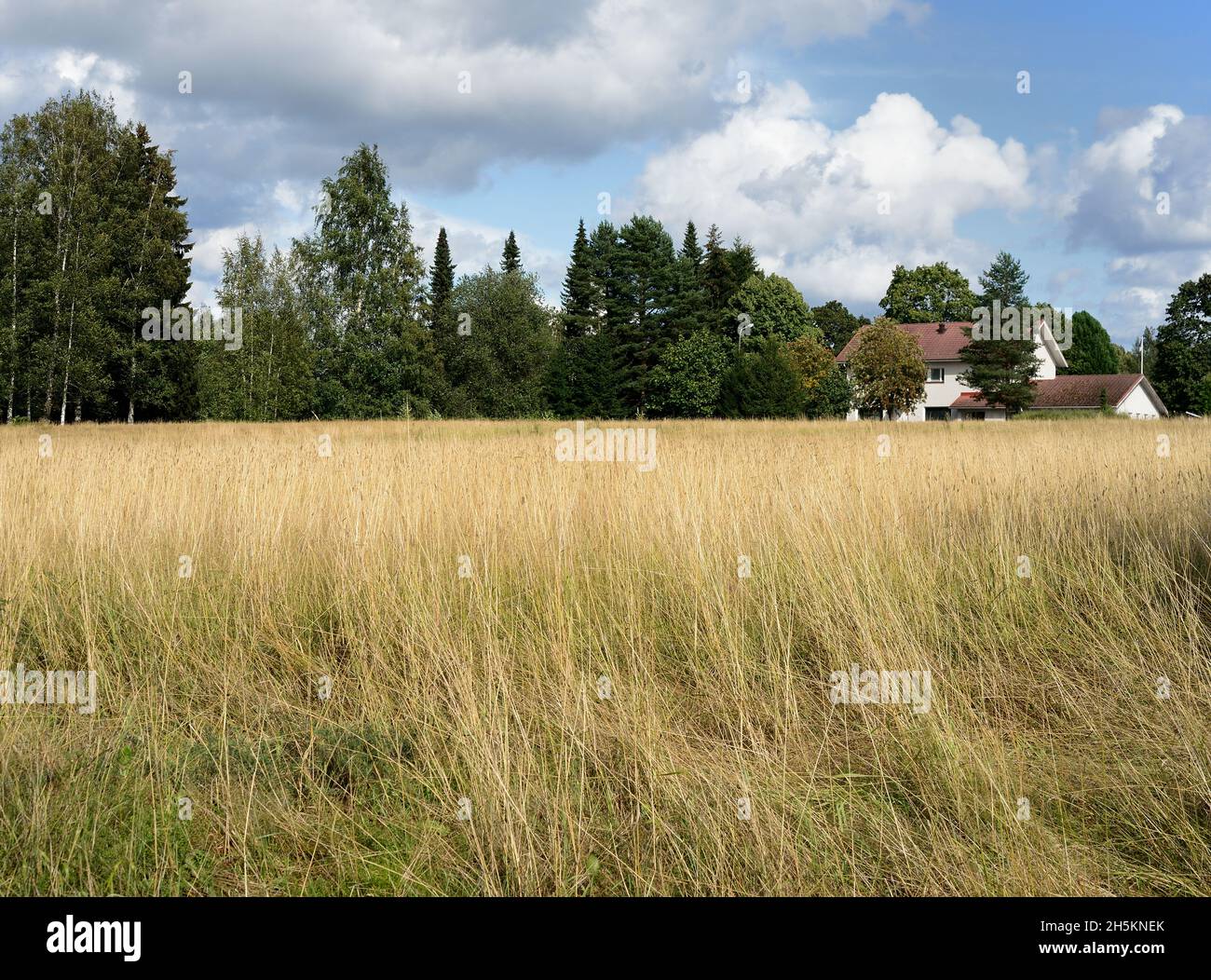 Tipico paesaggio finlandese, campo, foresta e una casa con tetto piastrellato Foto Stock
