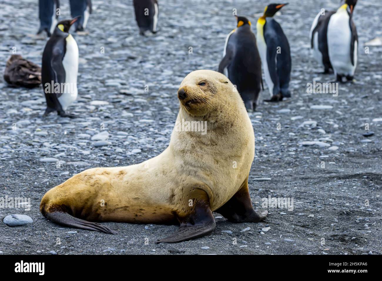 Un Antartico pelliccia sigillo pup sperimentando leucism vicino Cooper Bay in Georgia del Sud, l'Antartide. Foto Stock