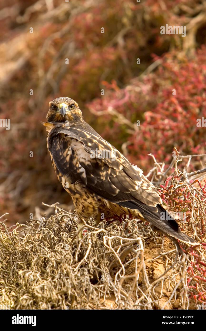 Ritratto di un falco delle Galapagos sull'isola di Bartolome. Foto Stock