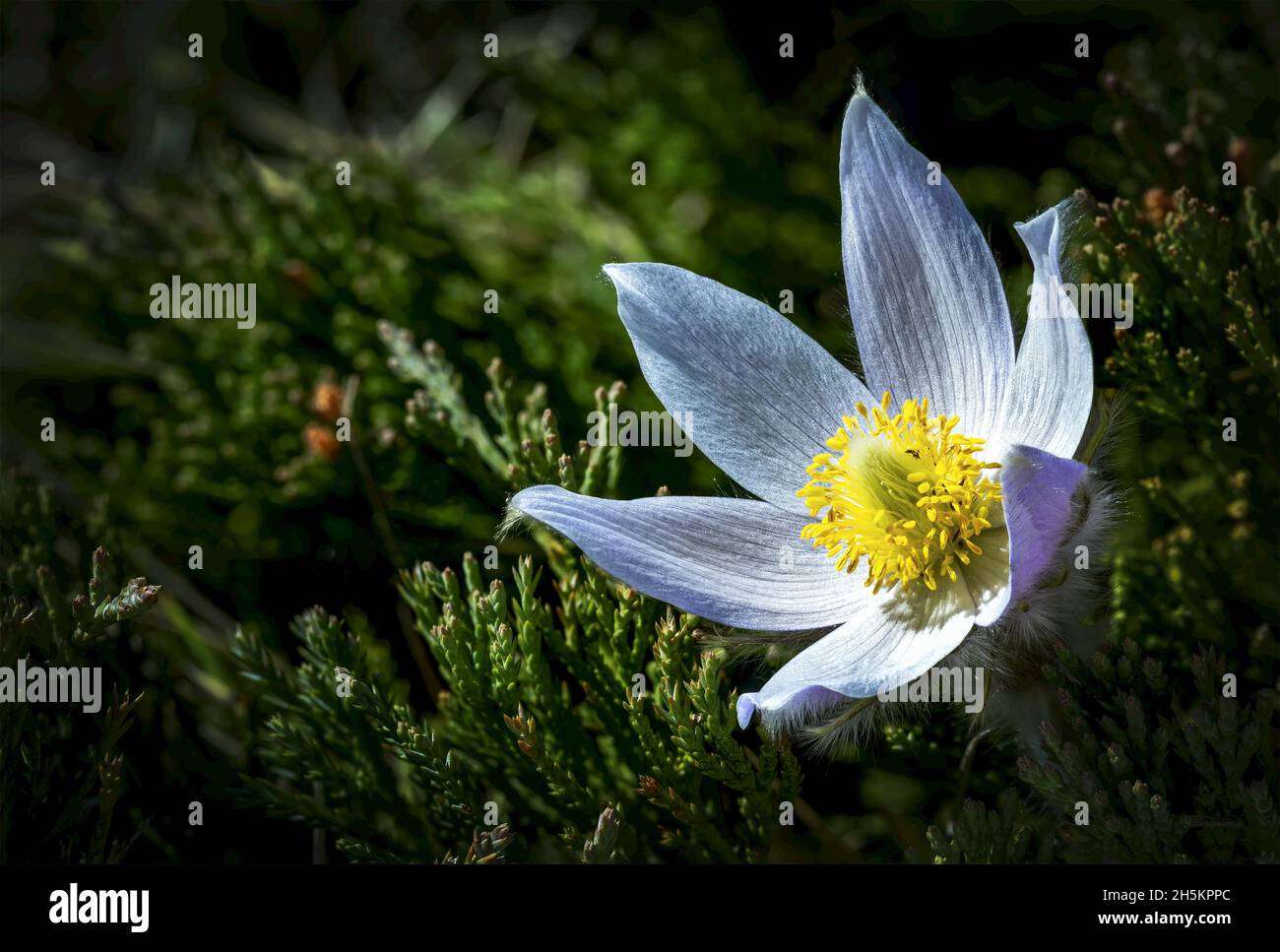 Primo piano estremo di un crocus viola completamente aperto in un cespuglio verde con un incandescente interno; Calgary, Alberta, Canada Foto Stock