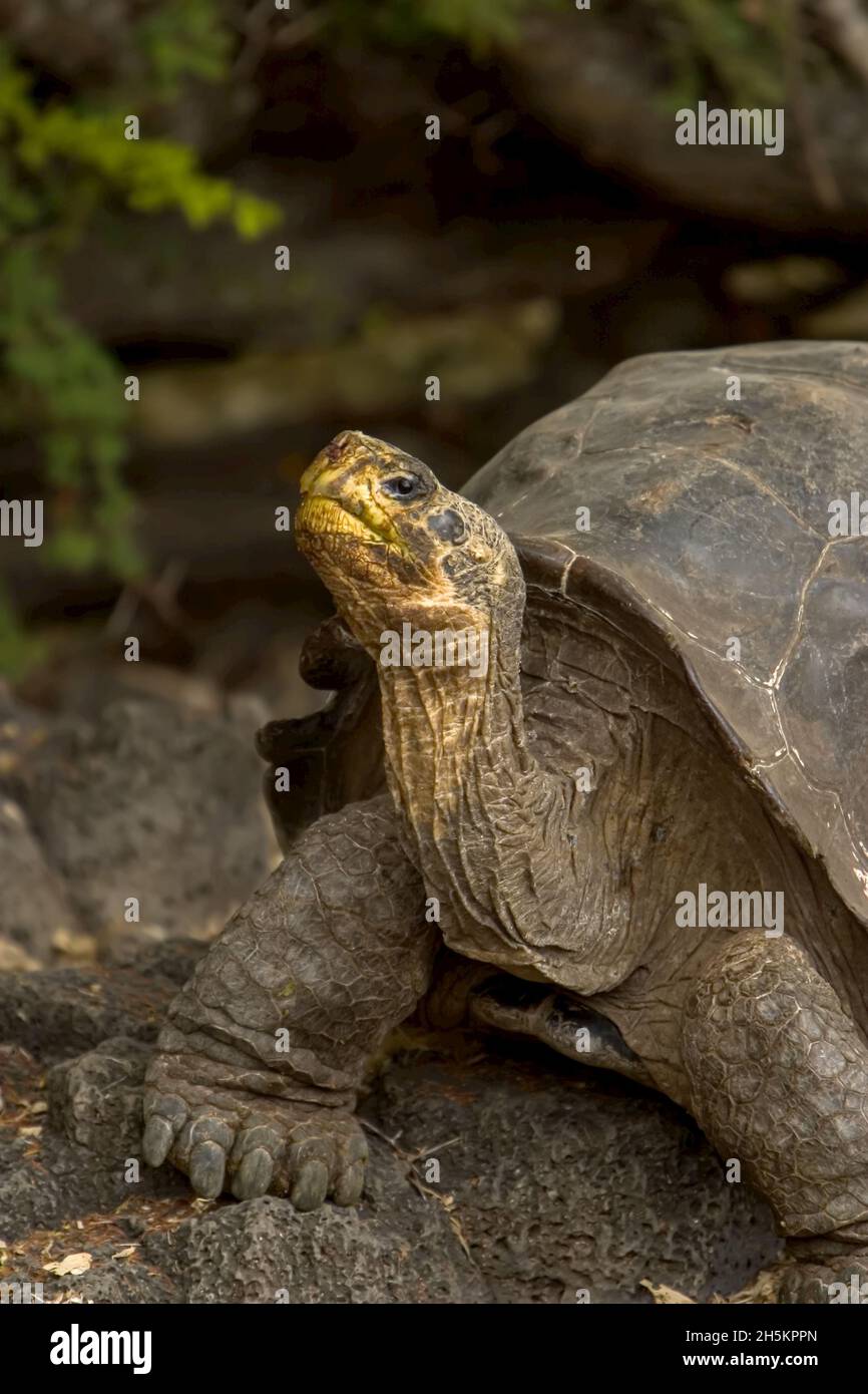 Un ritratto di una tartaruga Galapagos. Foto Stock