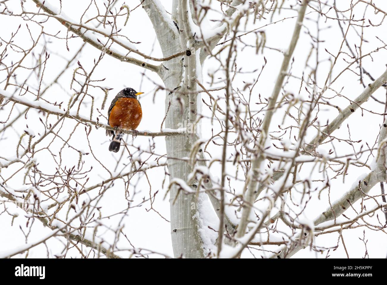 Robin colorato (Turdus migratorius) arroccato su un ramo innevato in una nevicata; Calgary, Alberta, Canada Foto Stock