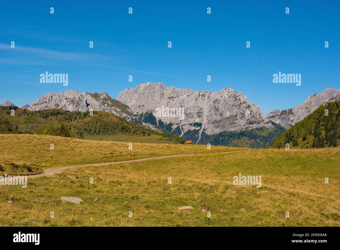 Laghi di Festons Prato alpino su Sella Festons nei pressi di Sauris di sopra, Provincia di Udine, Friuli-Venezia Giulia, Italia. Usato come pascolo estivo per le mucche Foto Stock