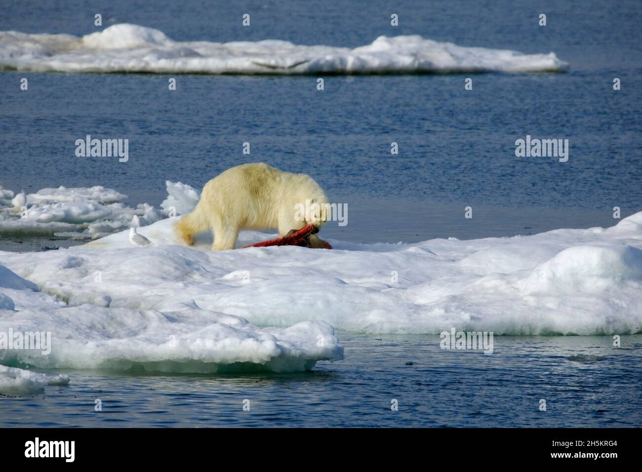 Un orso polare che mangia uccidere su una formazione di ghiaccio. Foto Stock