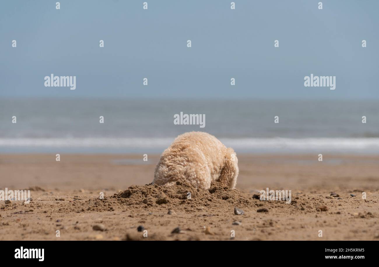 Un cane biondo scarafaggio scava nella sabbia su una spiaggia al bordo dell'acqua; South Shields, Tyne e Wear, Inghilterra Foto Stock