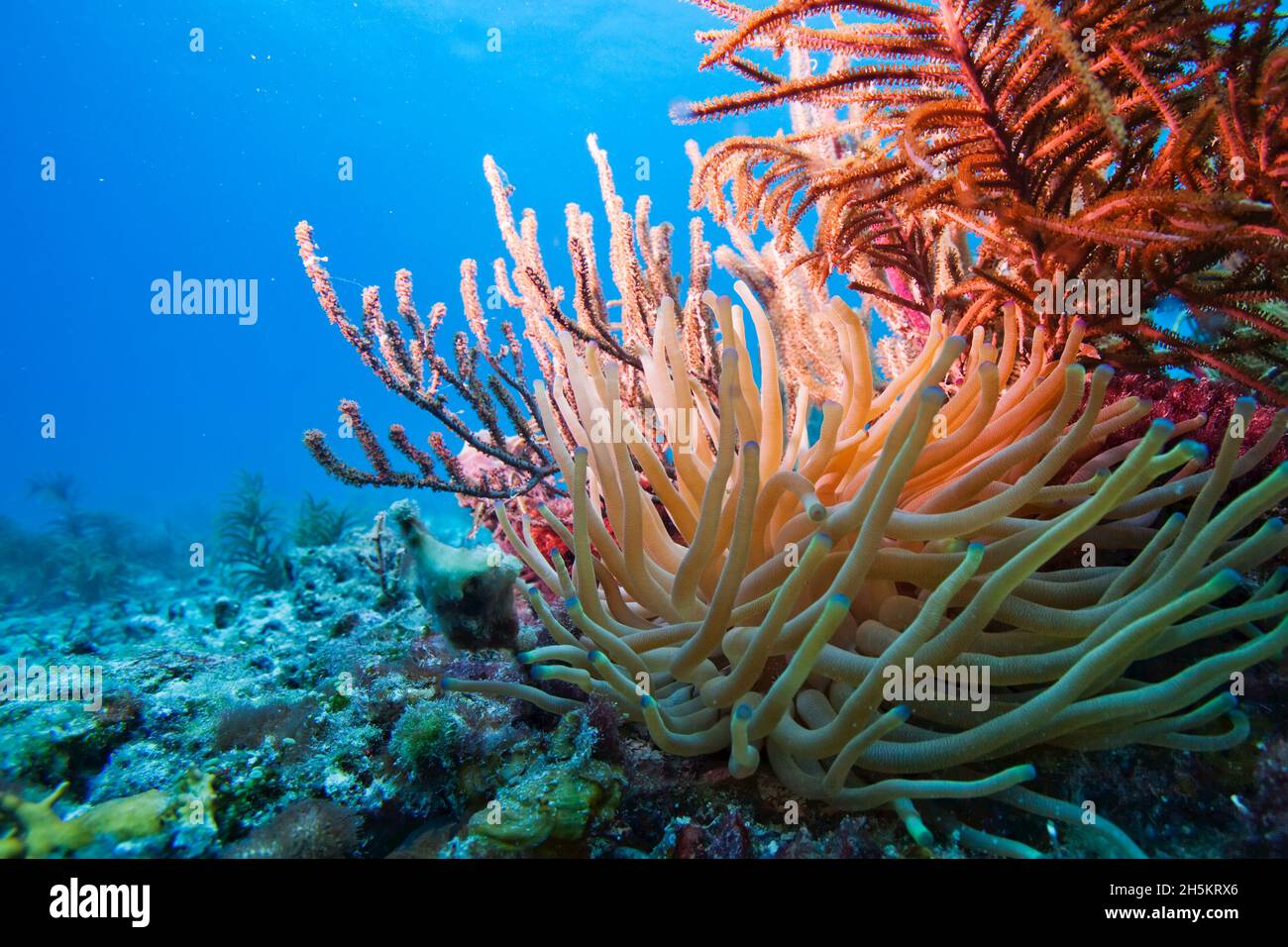 Un anemone marino cattura la preda scioccandoli. Foto Stock