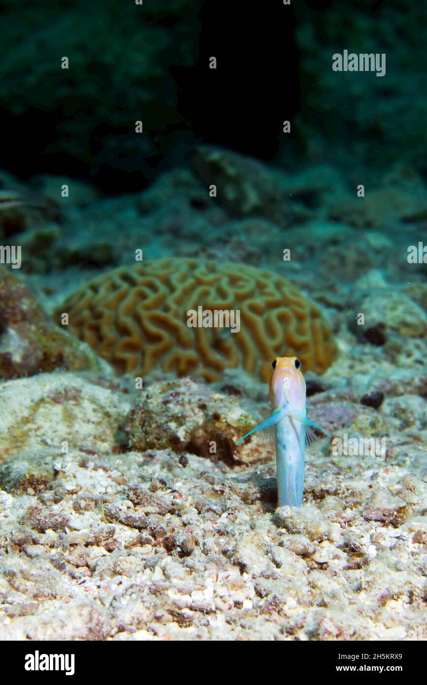 Un pesce timido di damigella è pronto a tornare nel suo burrow in qualsiasi momento. Foto Stock