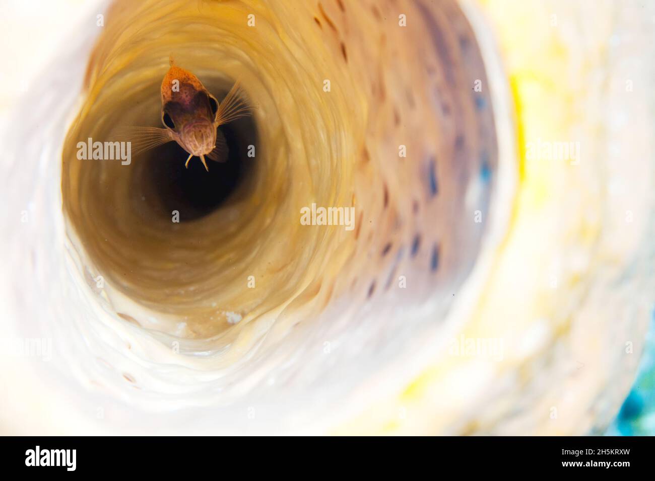 Un pesce di scoglio si nasconde all'interno di una grande spugna marina. Foto Stock