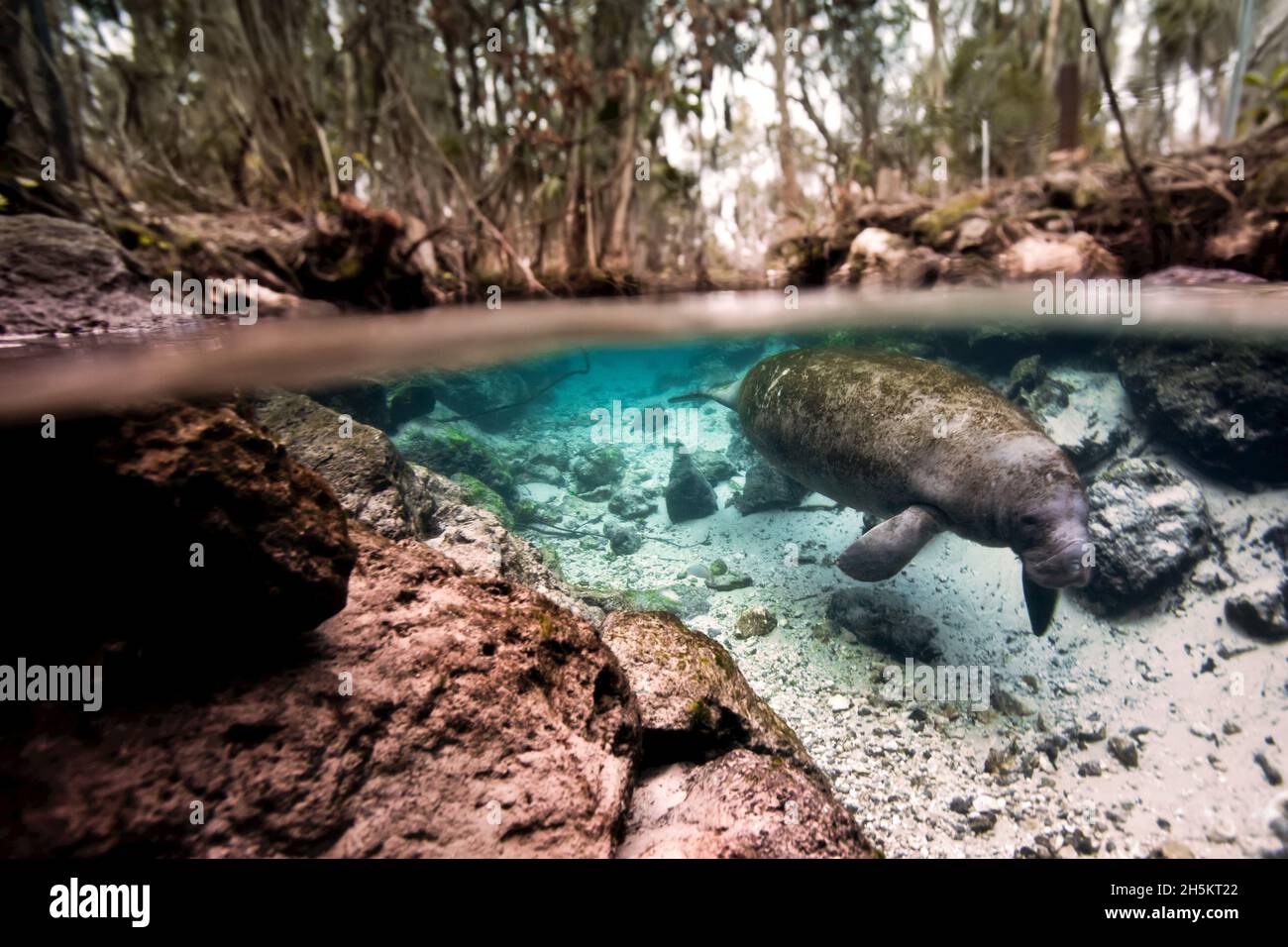 Un manatee nuota in uno stretto canale nel Blue Springs state Park. Foto Stock