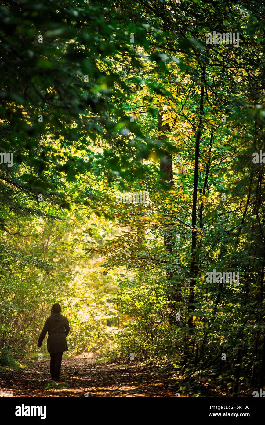 Vista posteriore di una donna che cammina da sola attraverso una foresta in autunno Foto Stock