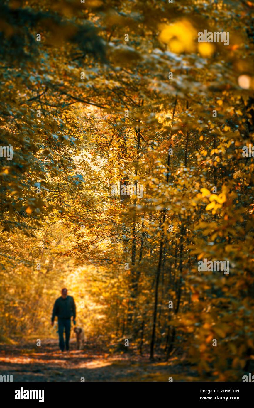 Un uomo che cammina il suo cane in una foresta d'autunno Foto Stock