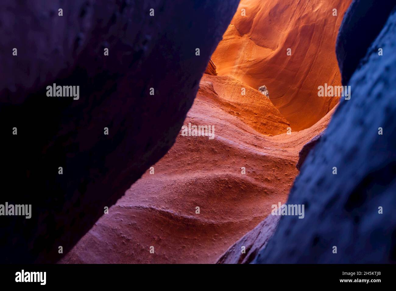 Un gufo guardando verso il basso da un bordo di battuta in Slot Spooky Canyon. Foto Stock