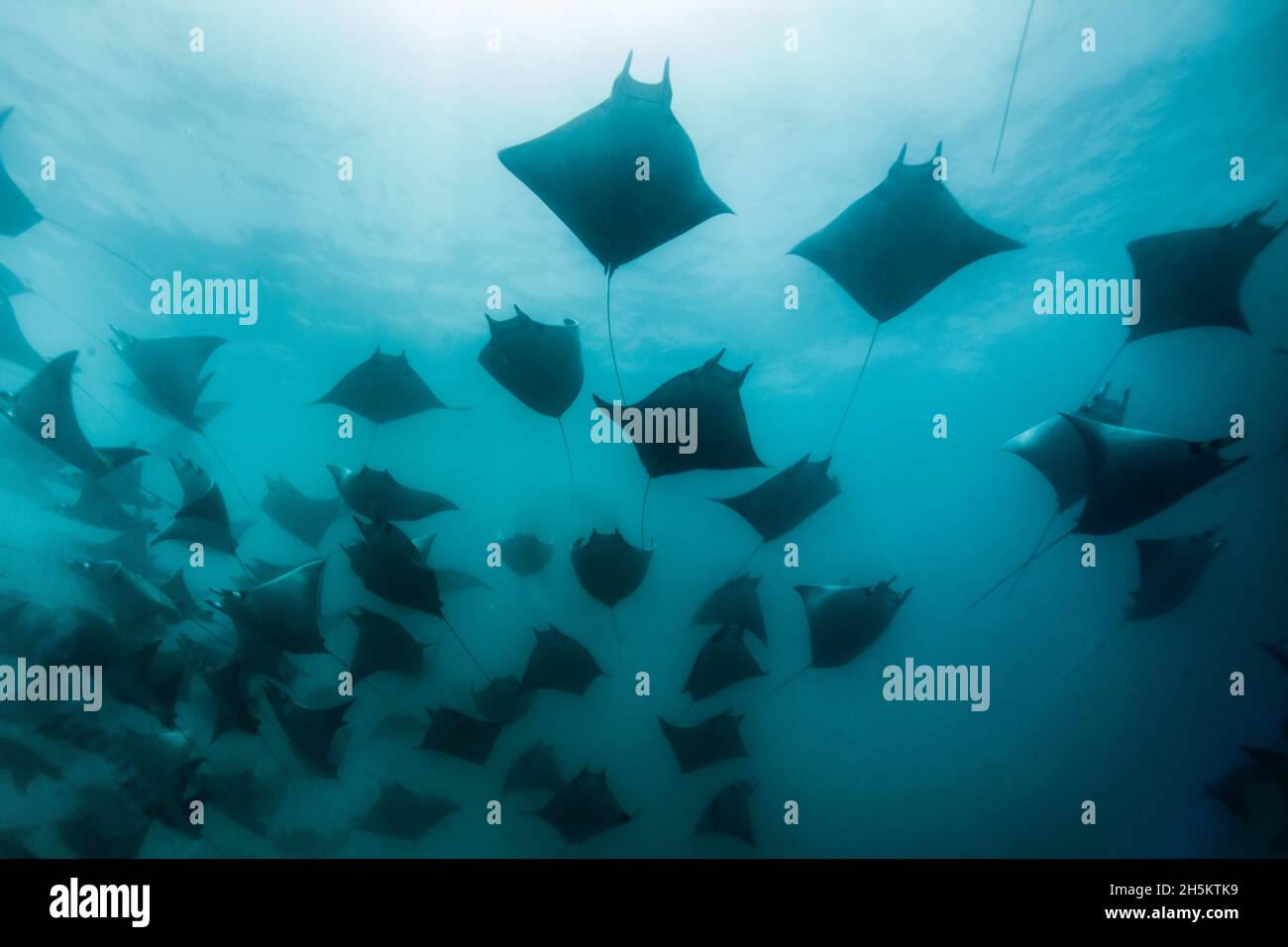 Raggi Mobula scolarizzazione off del Cabo Arch. Foto Stock