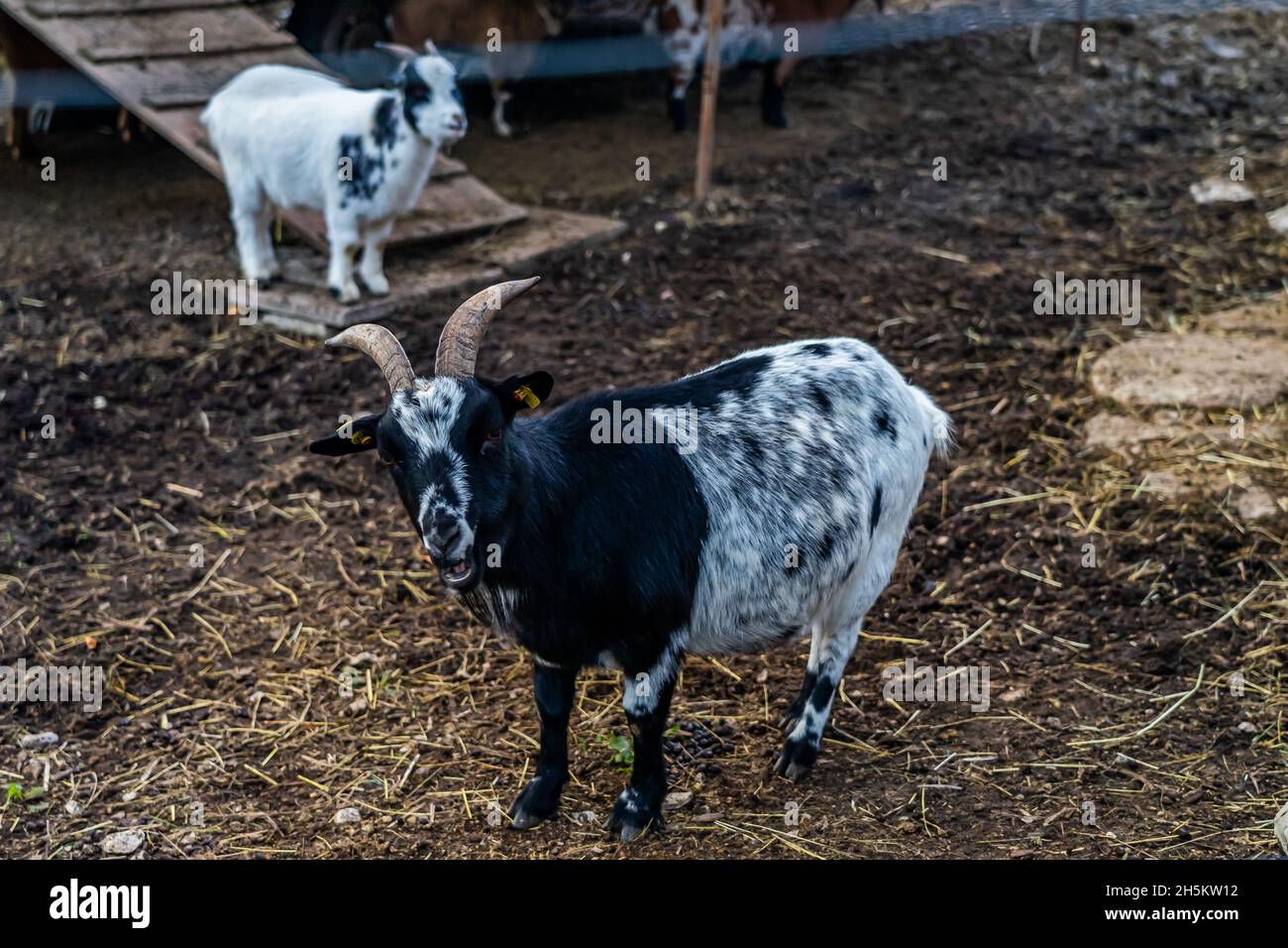 Piccola capra carina con la famiglia Foto Stock