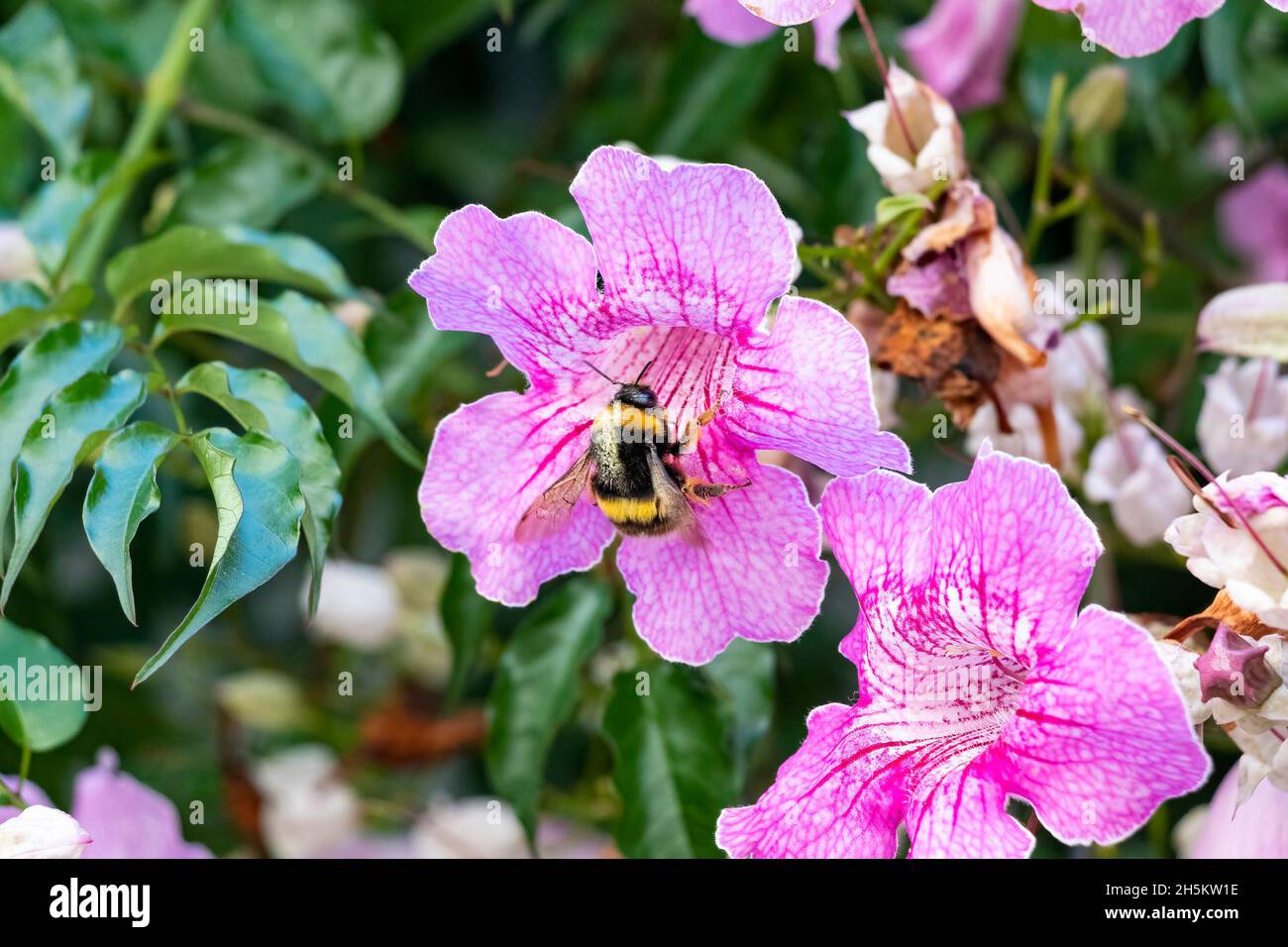 Bumblebee in una Podranea ricasoliana, chiamata la vite a tromba rosa Foto Stock